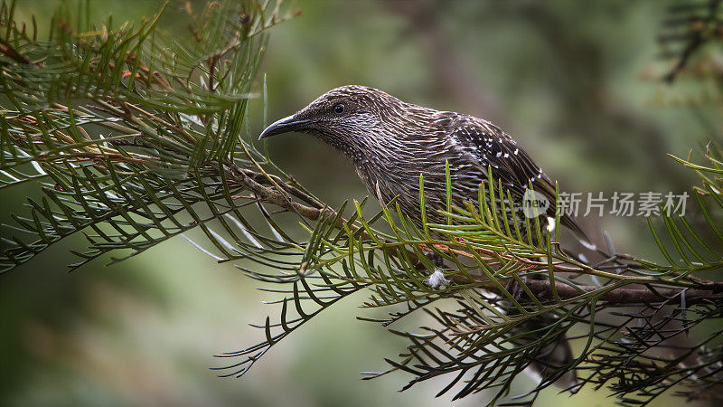 红Wattlebird (Anthochaera carunculata)